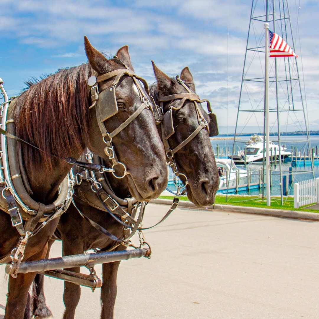 All Things Horses on Mackinac Island MI - Do - Mackinac Island Tourism