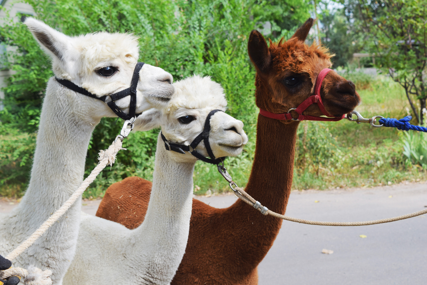 Sunrise Ranch, Loveland, CO